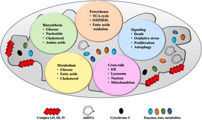 Targeting mitochondrial homeostasis in the treatment of non-alcoholic fatty liver disease: a review